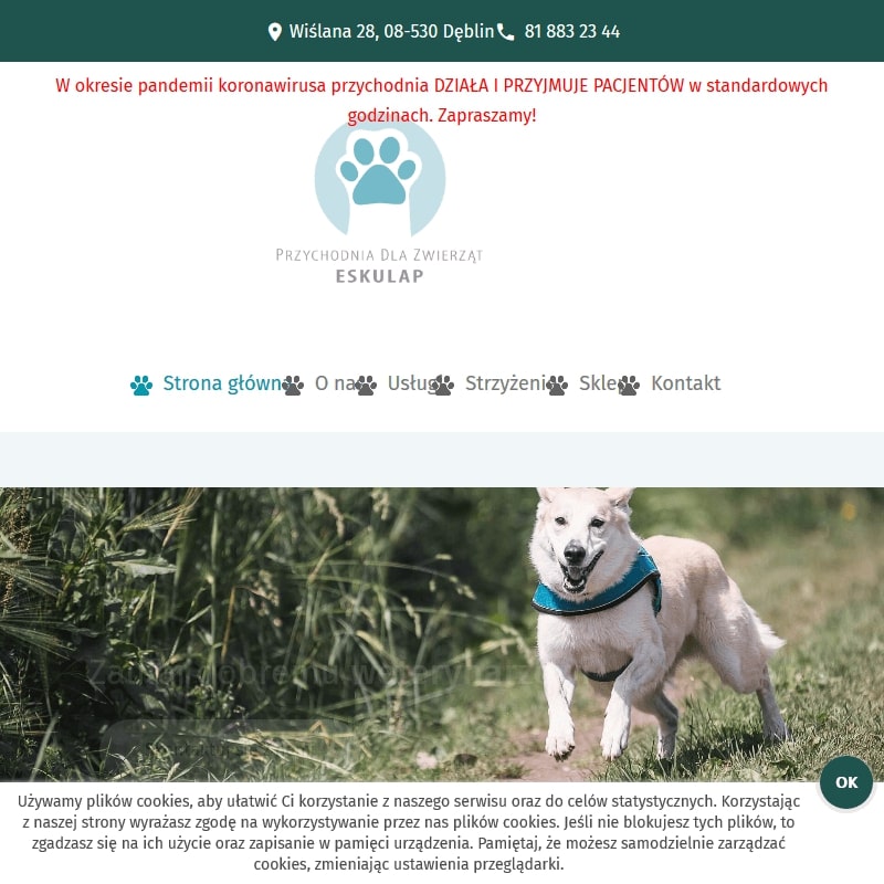 Dęblin - badania profilaktyczne weterynarz